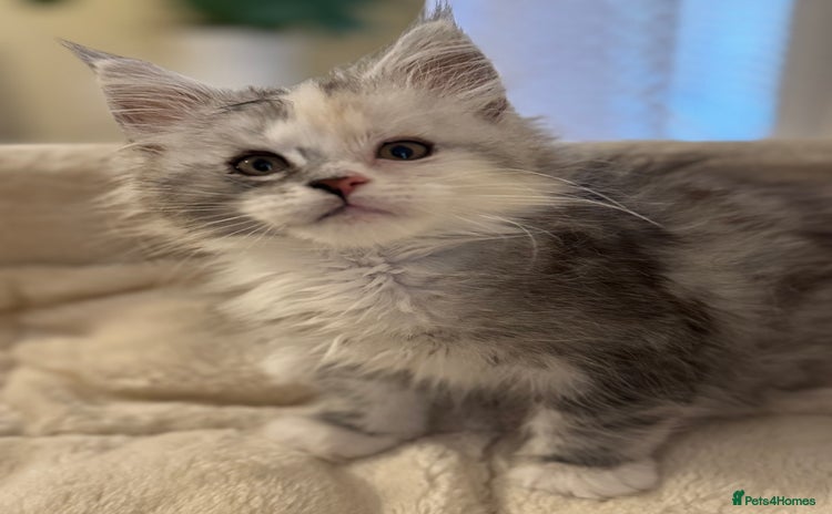 Maine Coon cats - Advert 2