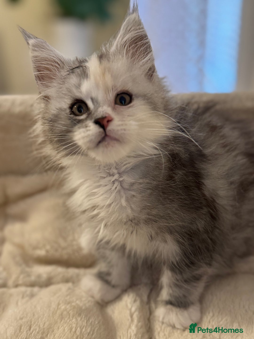 Maine Coon cats for sale: Perfect Maine Coon kittens from Shaded parents  - Image 1