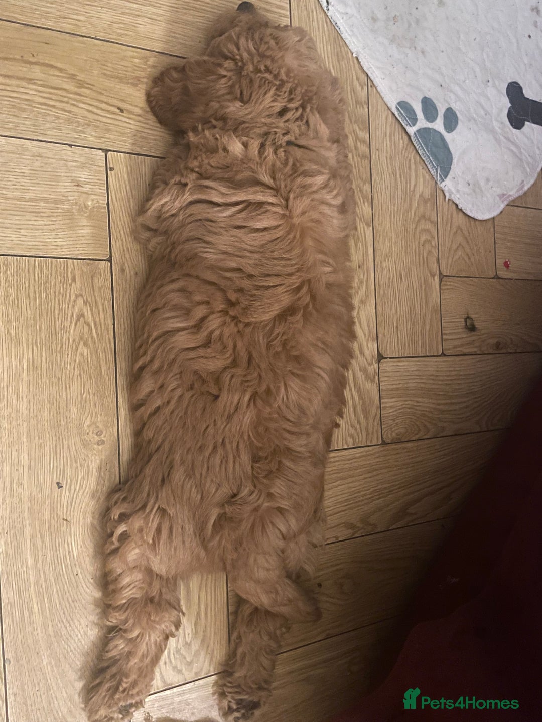 Labradoodle dogs for sale: Miniature Labradoodle - Advert 2