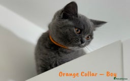 British Shorthair cats for sale: 🐾 Champion Line Blue BSH Kittens GCCF Active 🐾  - Image 16
