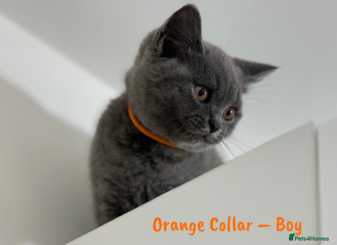 British Shorthair cats for sale: 🐾 Champion Line Blue BSH Kittens GCCF Active 🐾  - Image 16