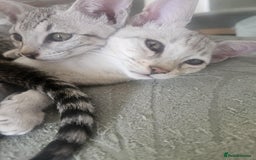 Savannah cats for sale: Savannah F6 kittens *Last one Left* - Image 22