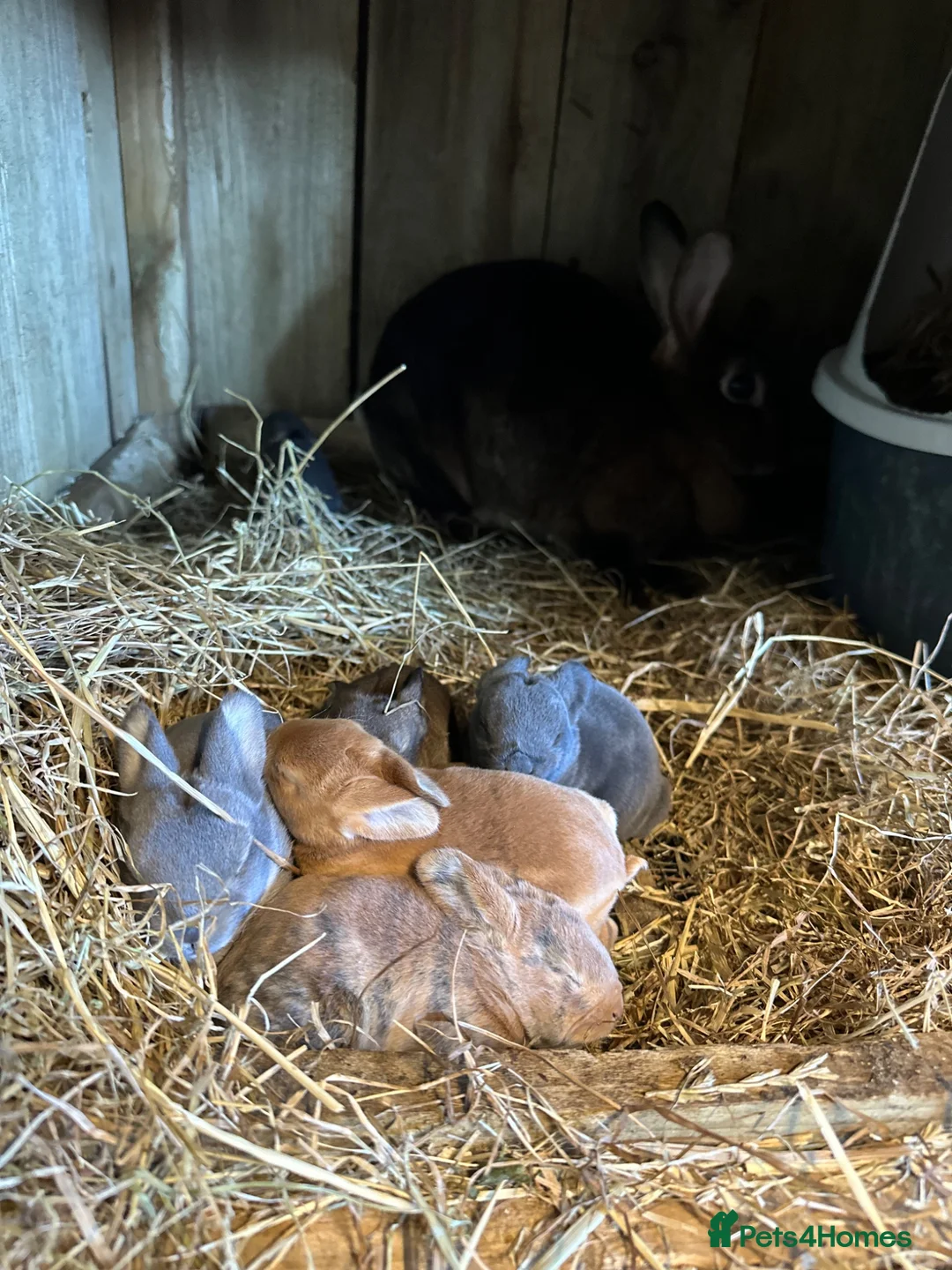 Rex rabbits for sale: Rex standard Rabbit, kit, Bunnies - Advert 1