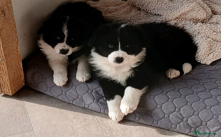 Border Collie dogs - Advert 2
