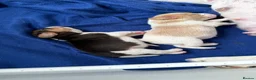 Beagle dogs for sale: Beagle pups both female 1 tri and one lemon - Advert 10