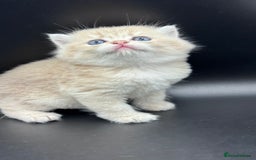 British Shorthair cats for sale: BSH GCCF GOLDEN AND BLUE KITTENS  - Image 9