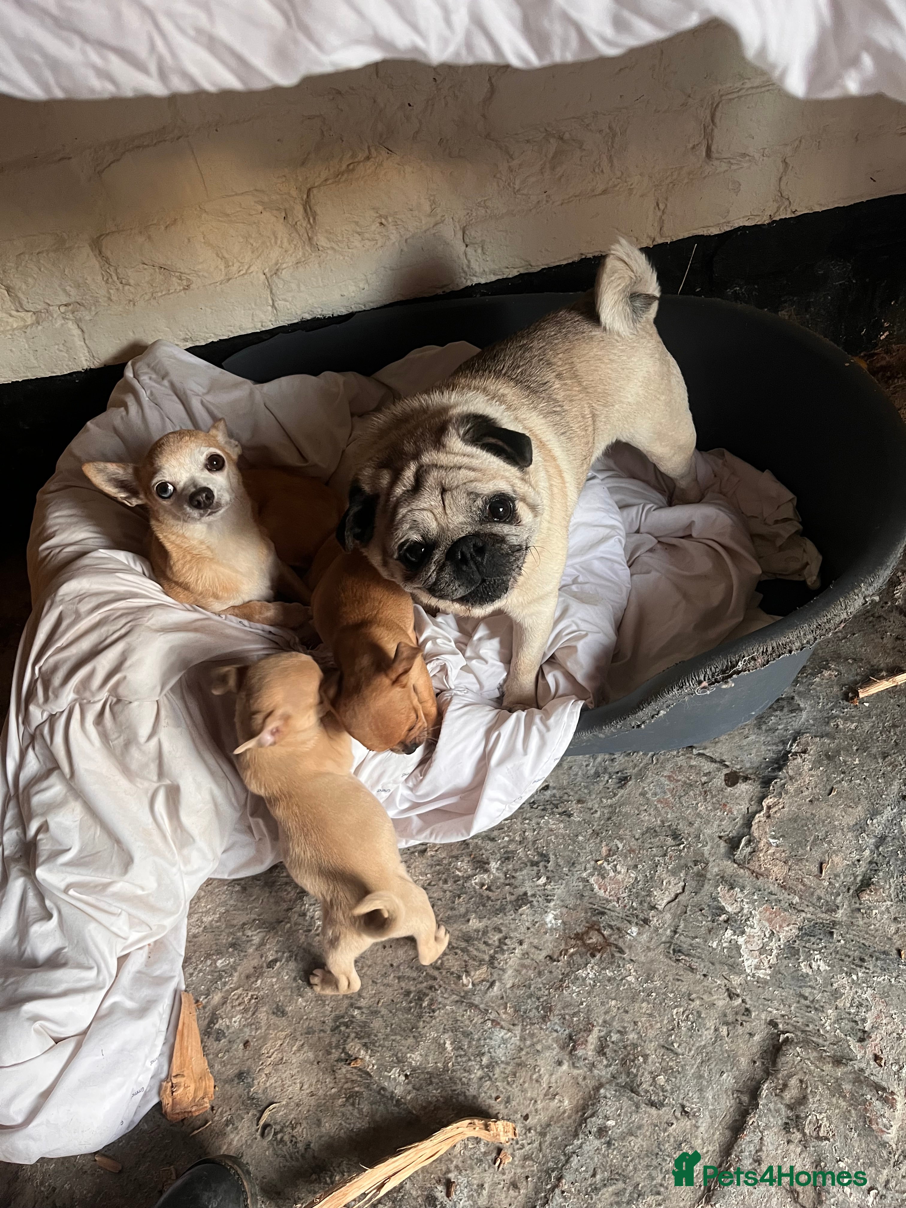Chug dogs Chug puppies. 1 girl 1 boy - Advert 2