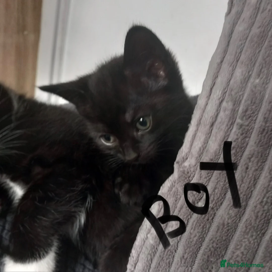 Mixed Breed cats for sale: 2 beautiful kittens £20 - Advert 3