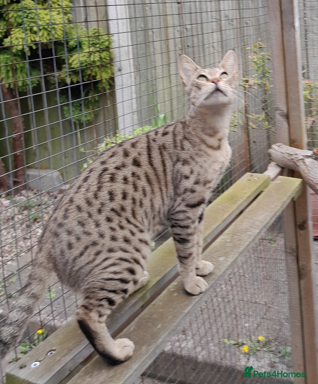 Savannah cats for sale: Pedigree Early generation TICA Reg Savannah Lady in Darlington - Image 8