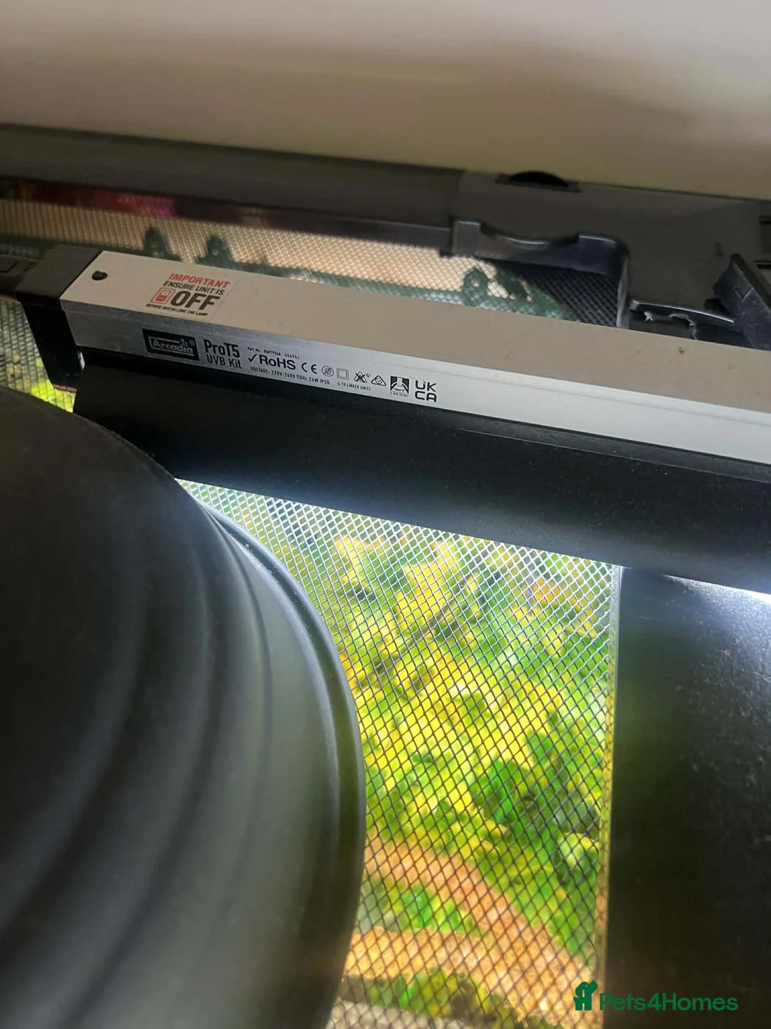 Chameleon reptiles for sale: Chameleon and full setup - Advert 7