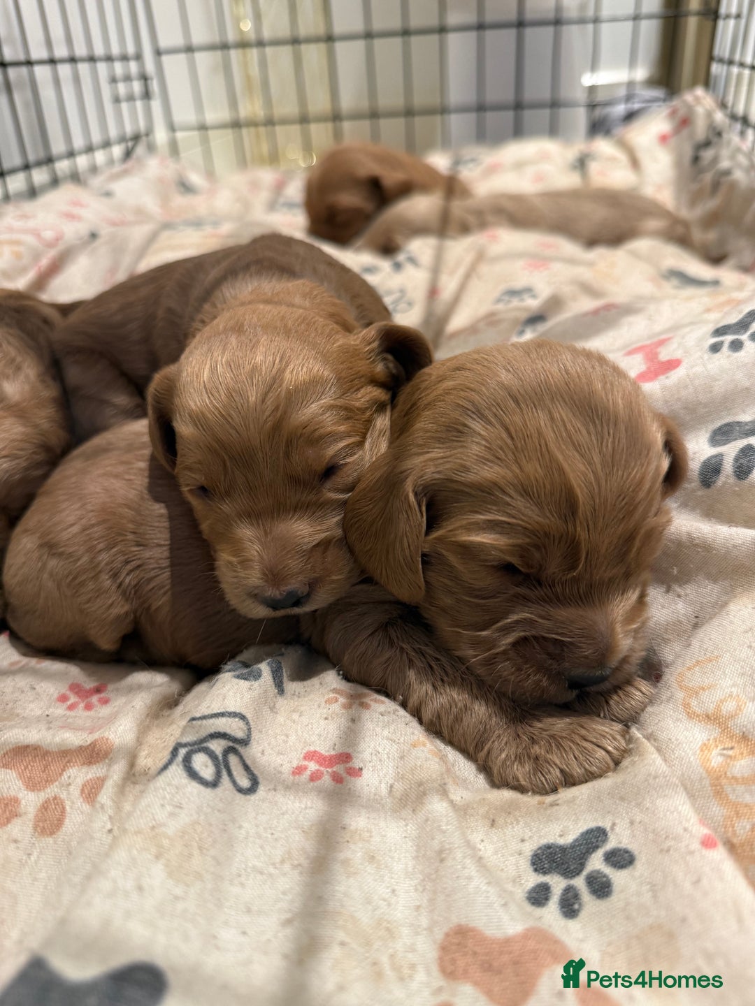 Cockapoo dogs for sale: Beautiful F1 Cockapoo puppies - Advert 8