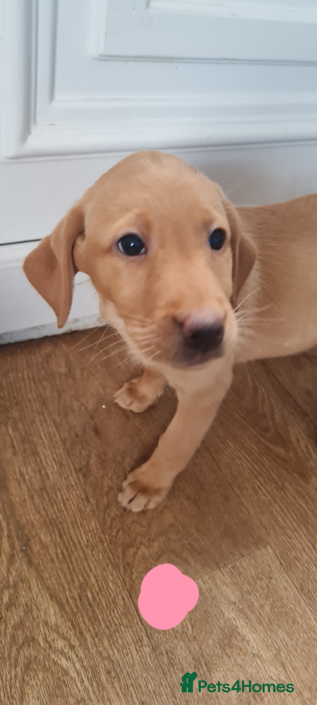 Labrador Retriever dogs for sale: Labrador Fox Red - Image 17