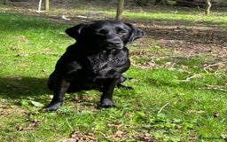 Labrador Retriever dogs for sale: 3 black dogs available  - Image 10
