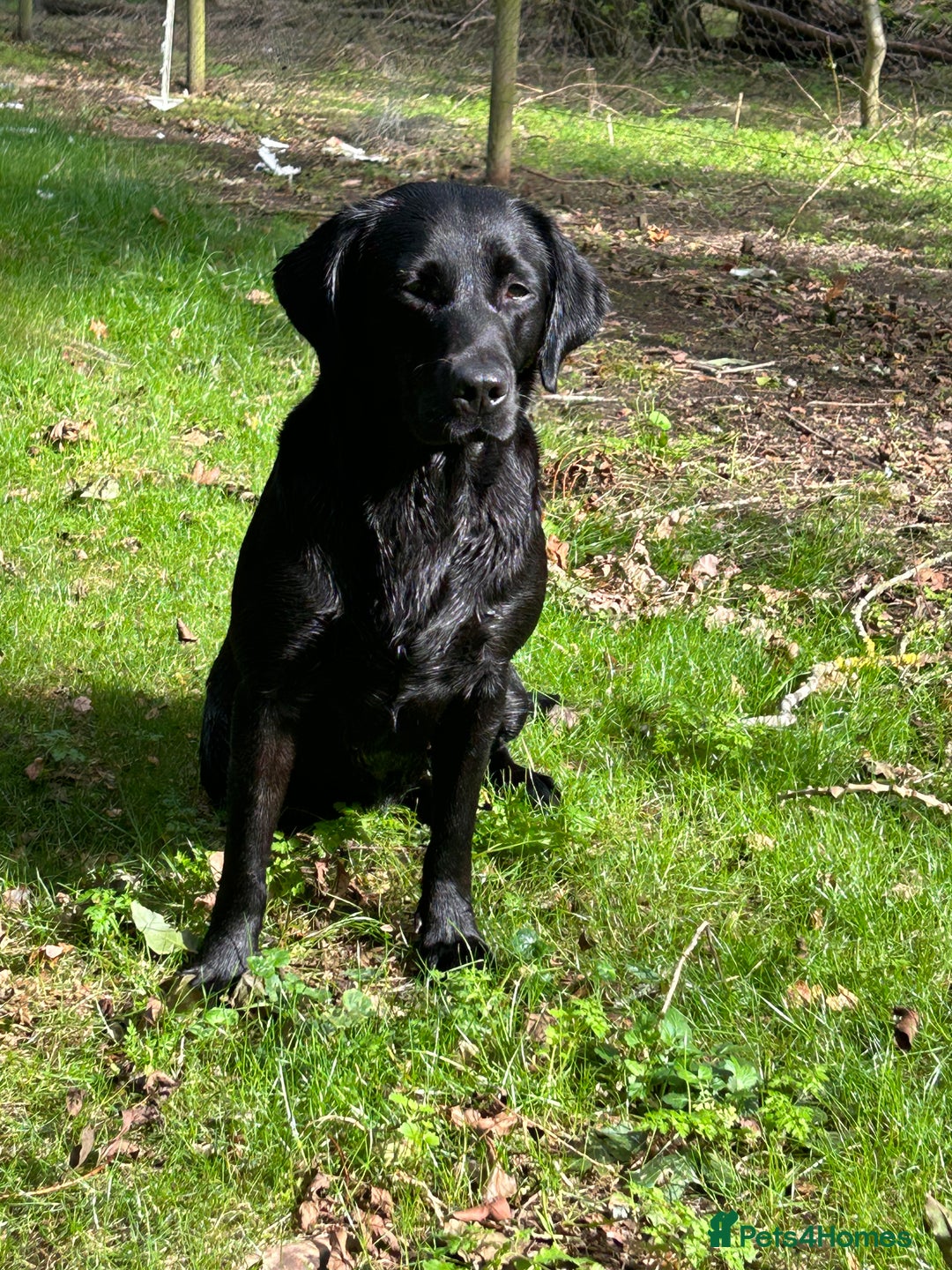 Labrador Retriever dogs for sale: 3 black dogs available  - Image 10