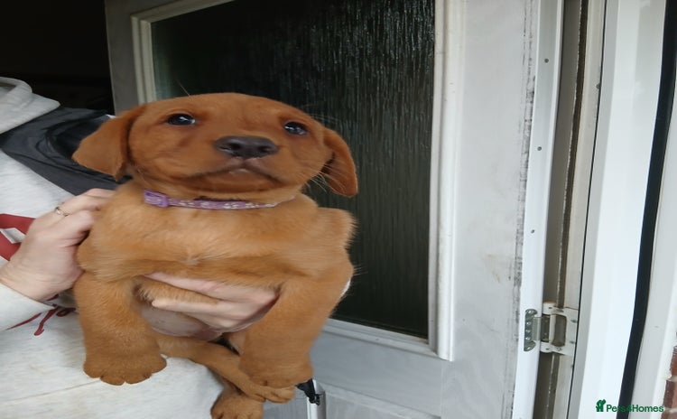 Labrador Retriever dogs - Advert 11