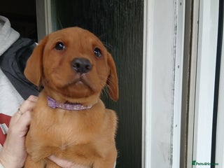 Labrador Retriever dogs - Advert 36