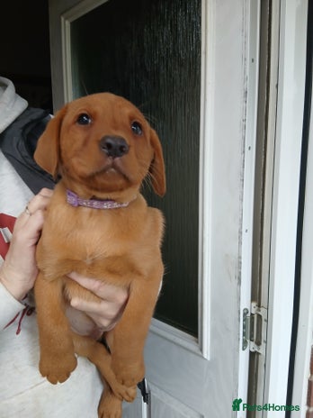 Labrador Retriever dogs - Advert 11