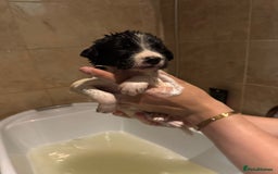 Sprollie dogs for sale: Litter of 9 sprollie pups available! in Preston - Image 24