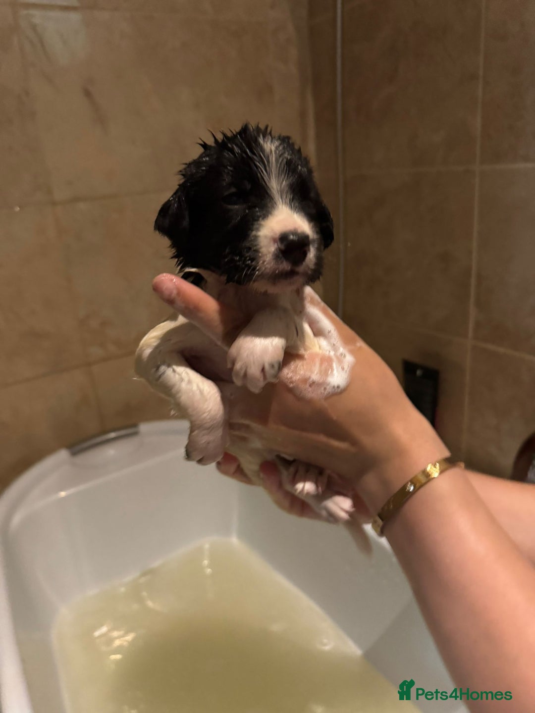 Sprollie dogs for sale: Litter of 9 sprollie pups available! in Preston - Image 24