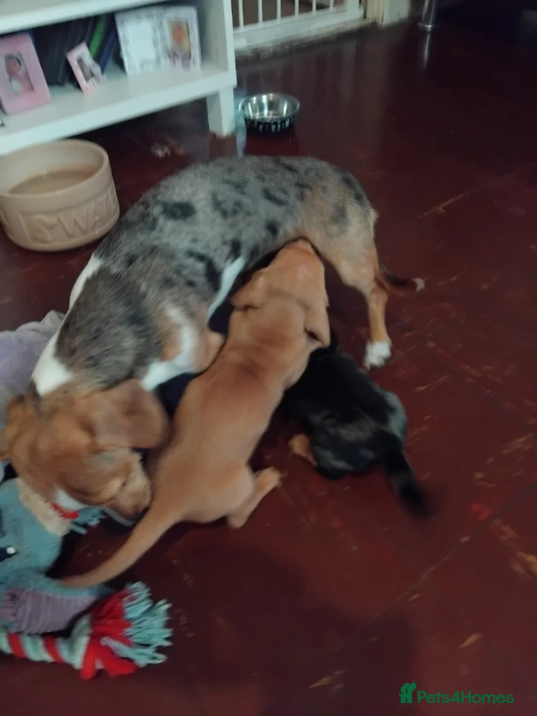 Miniature Dachshund dogs for sale: 2 beautiful dachshund boys left - Advert 2