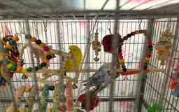 Budgerigars birds for sale: Exhibition Budgies male and female - Advert 2