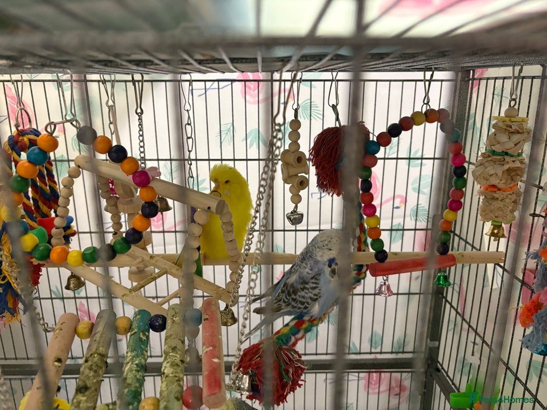 Budgerigars birds for sale: Exhibition Budgies male and female - Advert 2