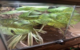 Frog reptiles for sale: Blue Frogs For Sale - Image 2
