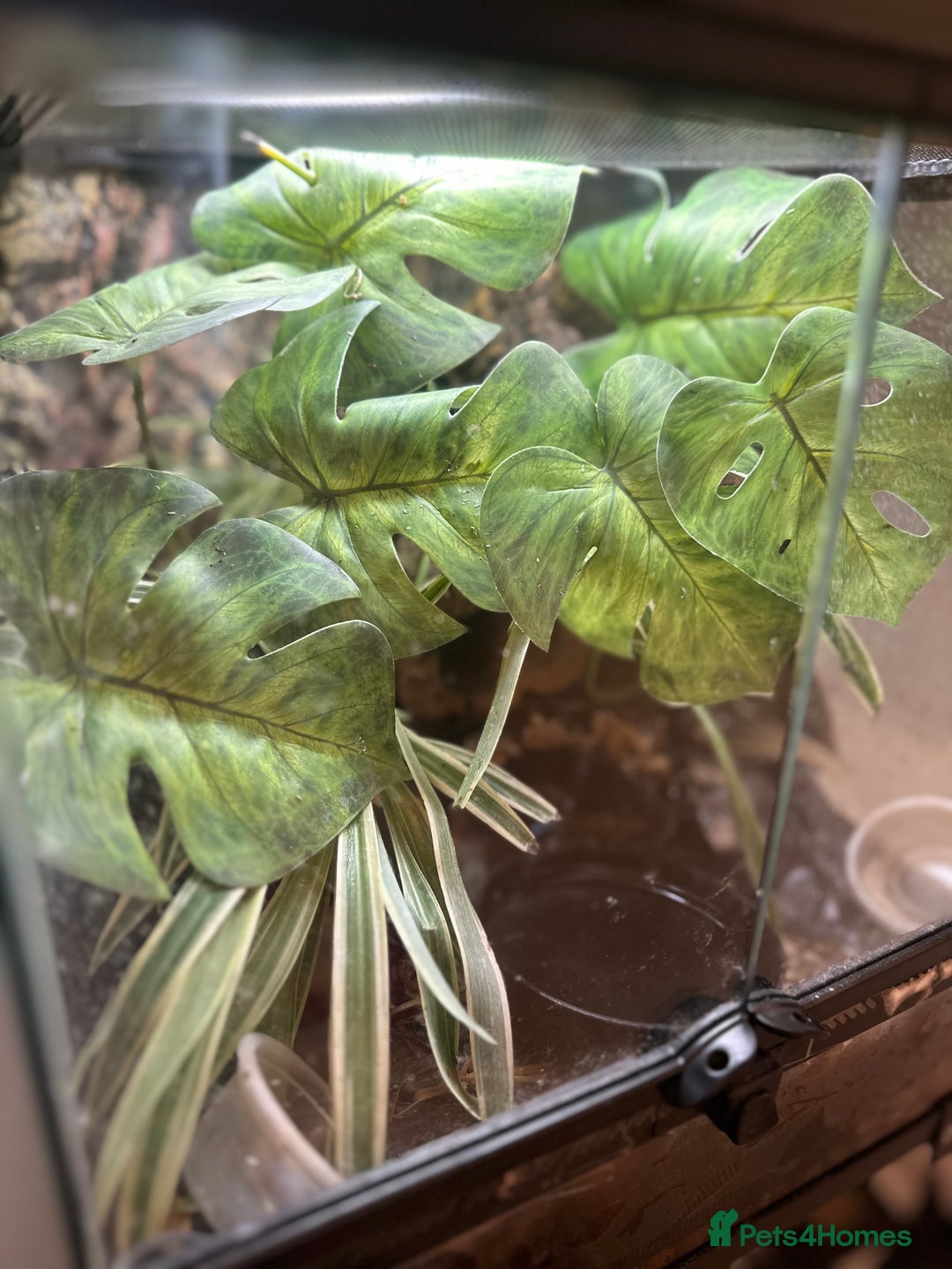 Frog reptiles for sale: Blue Frogs For Sale - Image 2