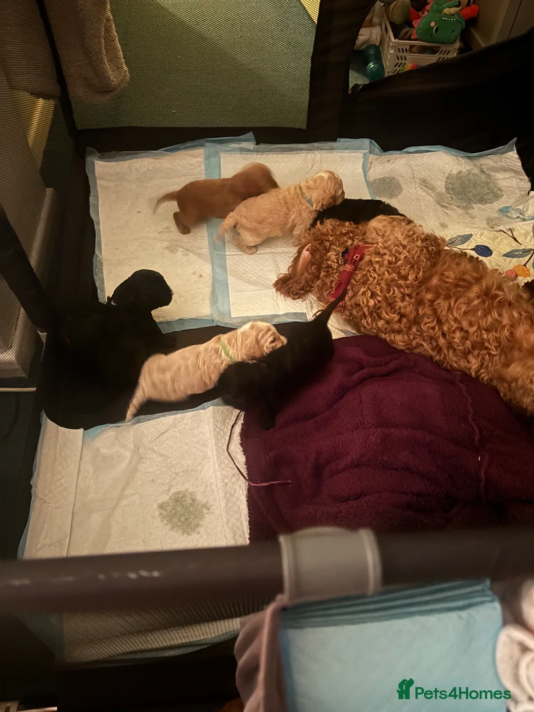 Cockapoo dogs for stud: Jax Cockerpoo for stud - Advert 2