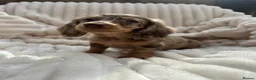 Miniature Dachshund dogs for sale: Fabulous Litter of Long haired dachshund puppies  - Advert 12