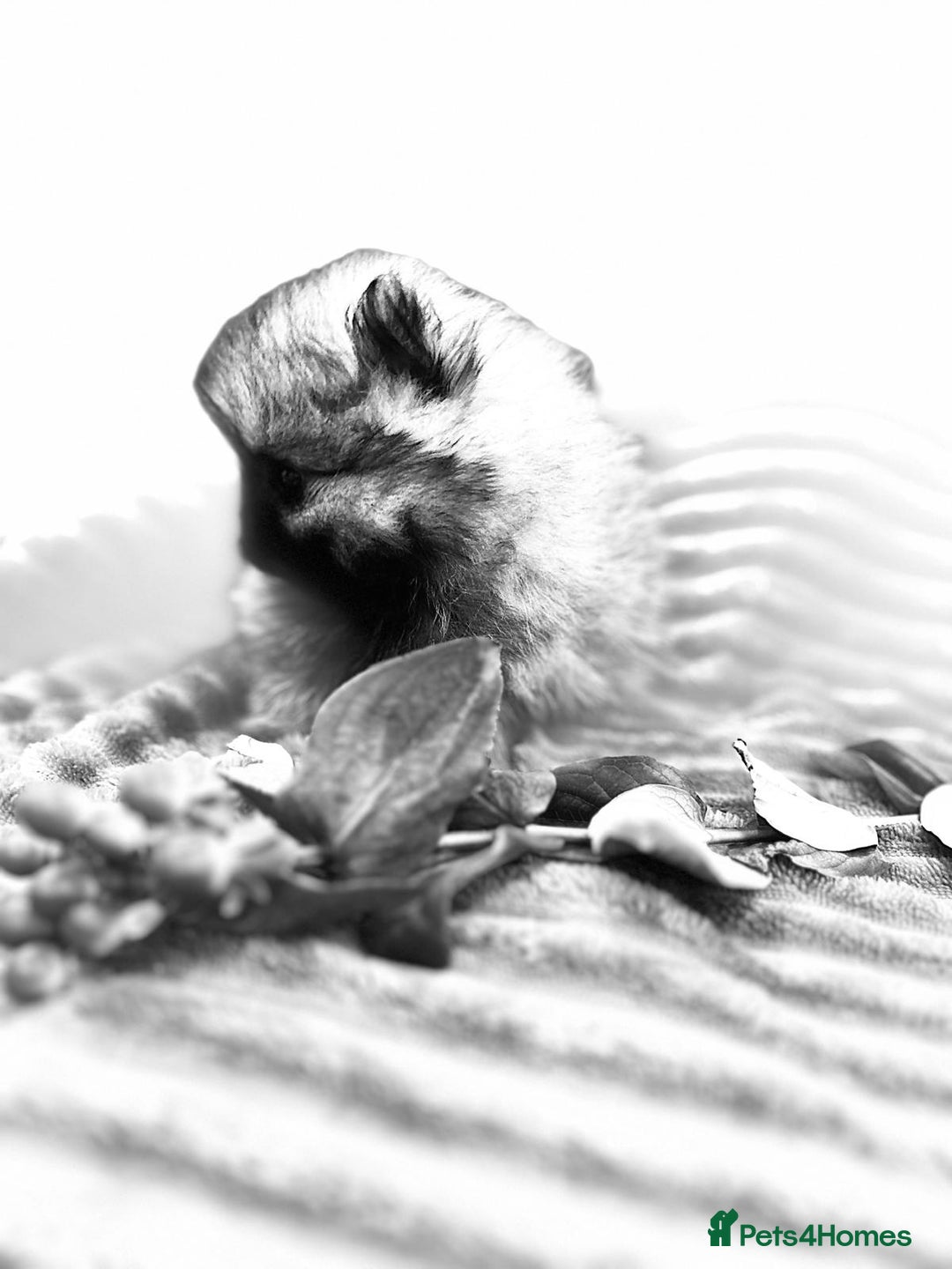 Pomeranian dogs for sale: Show quality tiny beautiful show stopper poms 💙🩷 - Advert 10