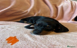 Miniature Dachshund dogs for sale: Miniature dachshunds - Image 13