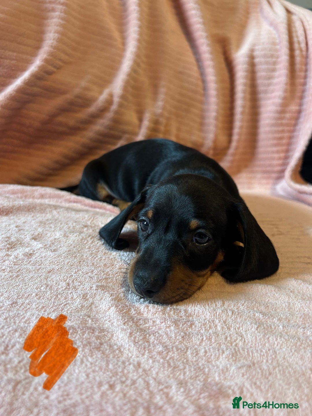 Miniature Dachshund dogs for sale: Miniature dachshunds - Image 13