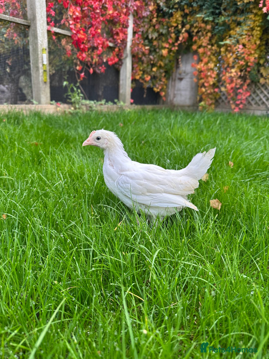 Chickens poultry for sale: Young hybrid hens  - Image 3