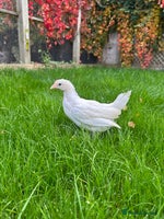 Chickens poultry - Advert 5