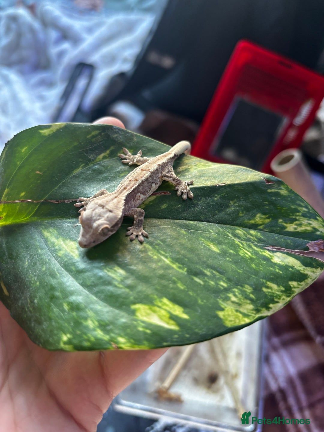 Gecko reptiles for sale: Baby crested geko  - Image 7