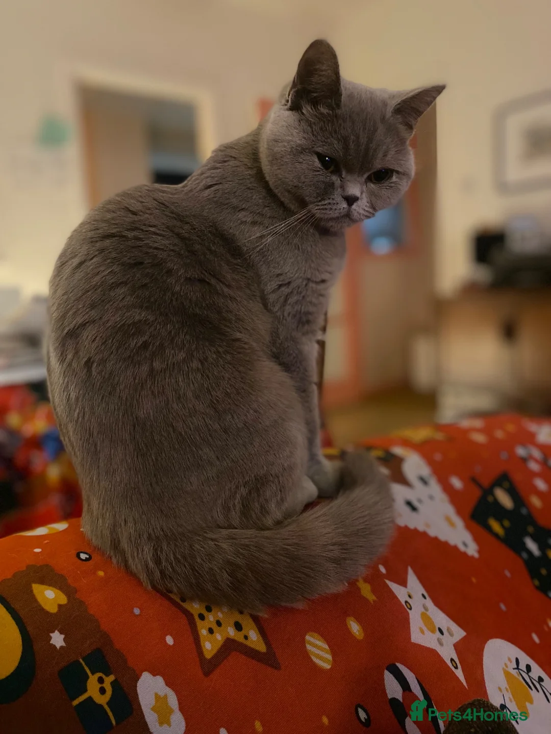 British Shorthair cats for sale: Gorgeous little mister from GCCF registered stud in Stonehouse - Advert 8