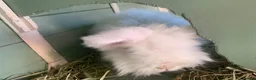 Lionhead rabbits for sale: Two Lion Head Crosses - Advert 5