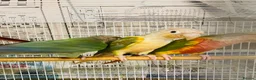 Conures birds for sale: Conures for sale  in Milton Keynes - Advert 13