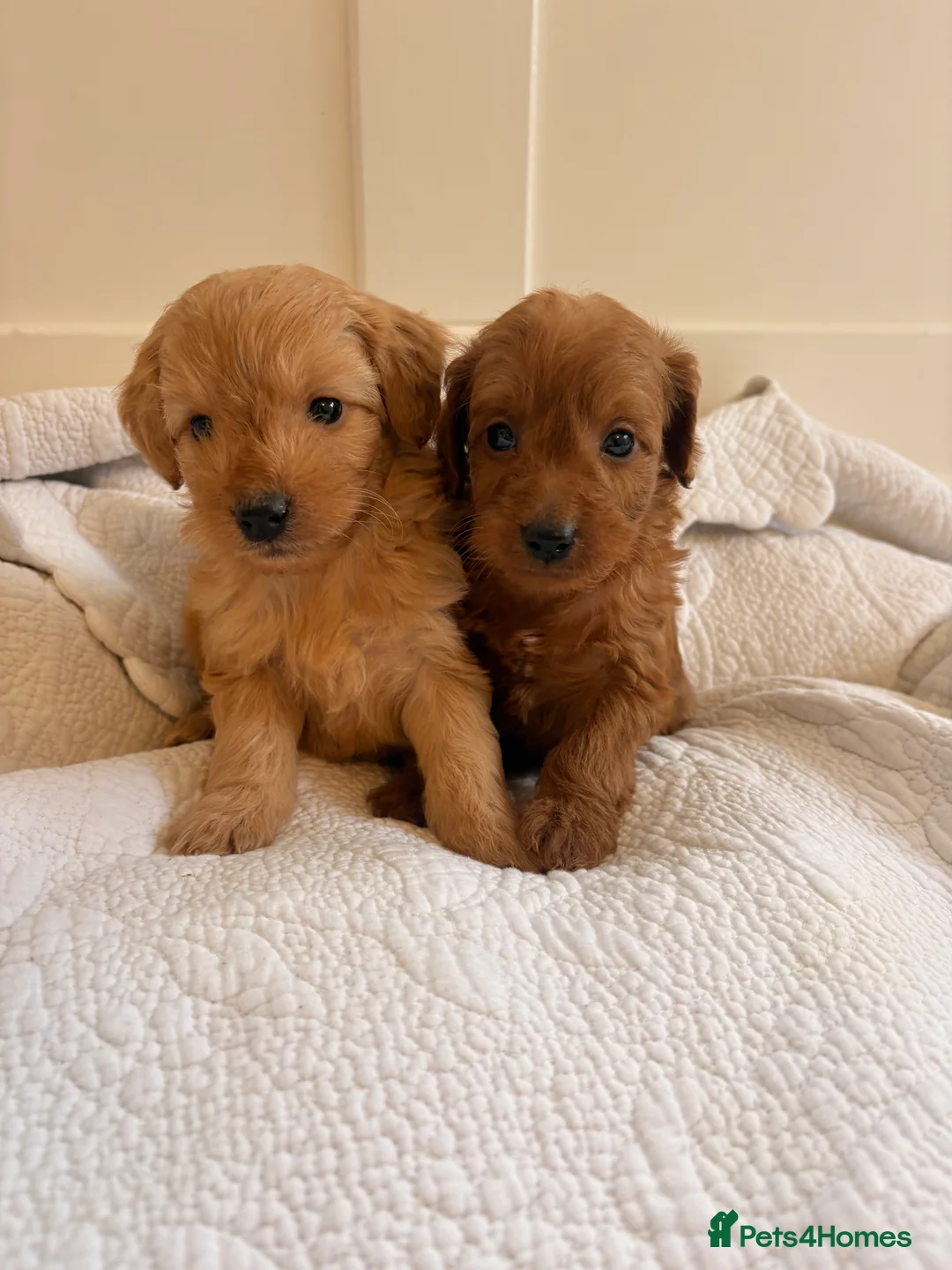 Labradoodle dogs for sale: LICENSED BREEDER QUALITY MINI LABRADOODLES - Advert 23