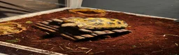 Tortoise reptiles for sale: Horsfield tortoise and set up in Oldham - Advert 6
