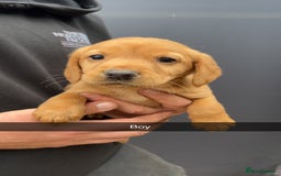 Cockerdor dogs for sale: 9 gorgeous cockerdor puppies  - Image 8