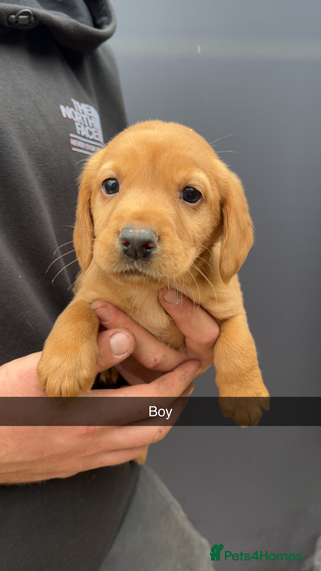 Cockerdor dogs for sale: 9 gorgeous cockerdor puppies  - Image 8