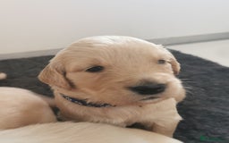 Golden Retriever dogs for sale: Golden Retriever puppies - Image 17