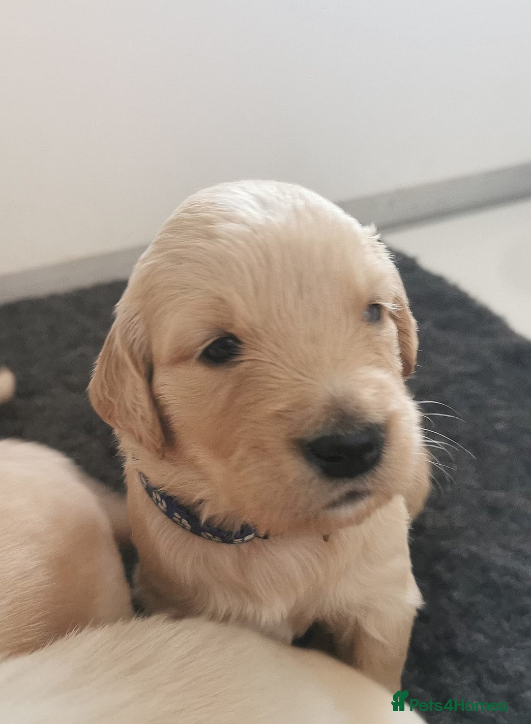 Golden Retriever dogs for sale: Golden Retriever puppies - Image 17