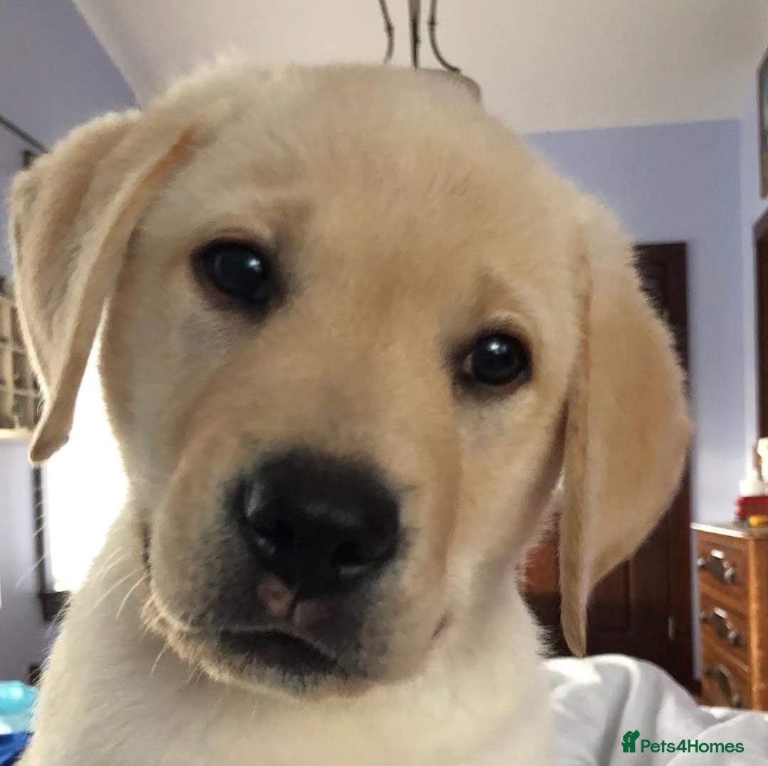 Labrador Retriever dogs for sale: Labrador puppies - Advert 8