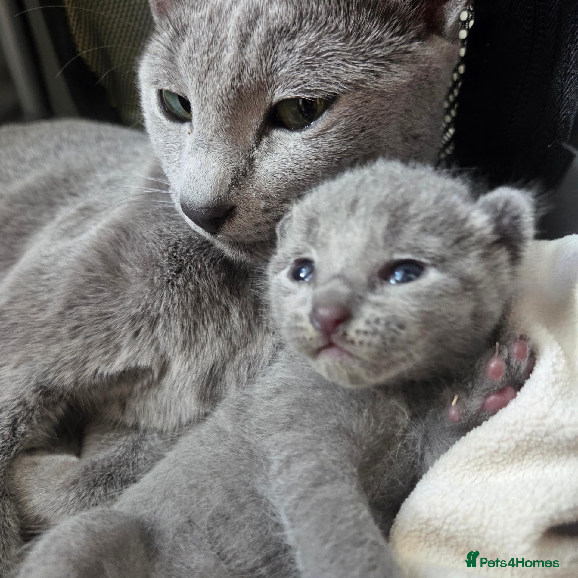 Russian Blue cats Purebred Russian Blue Kittens - Advert 1