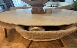 Ragdoll cats for sale: Beautiful Ragdoll kitten looking for loving home  - Image 4