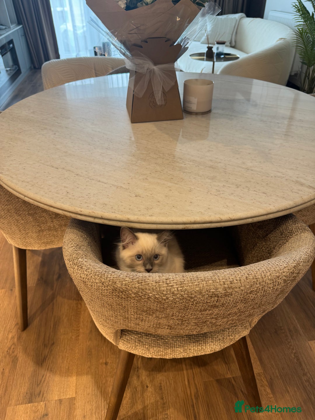Ragdoll cats for sale: Beautiful Ragdoll kitten looking for loving home  - Image 4