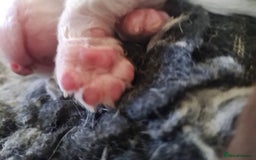 Sprocker dogs for sale: Sprockers  - Image 21